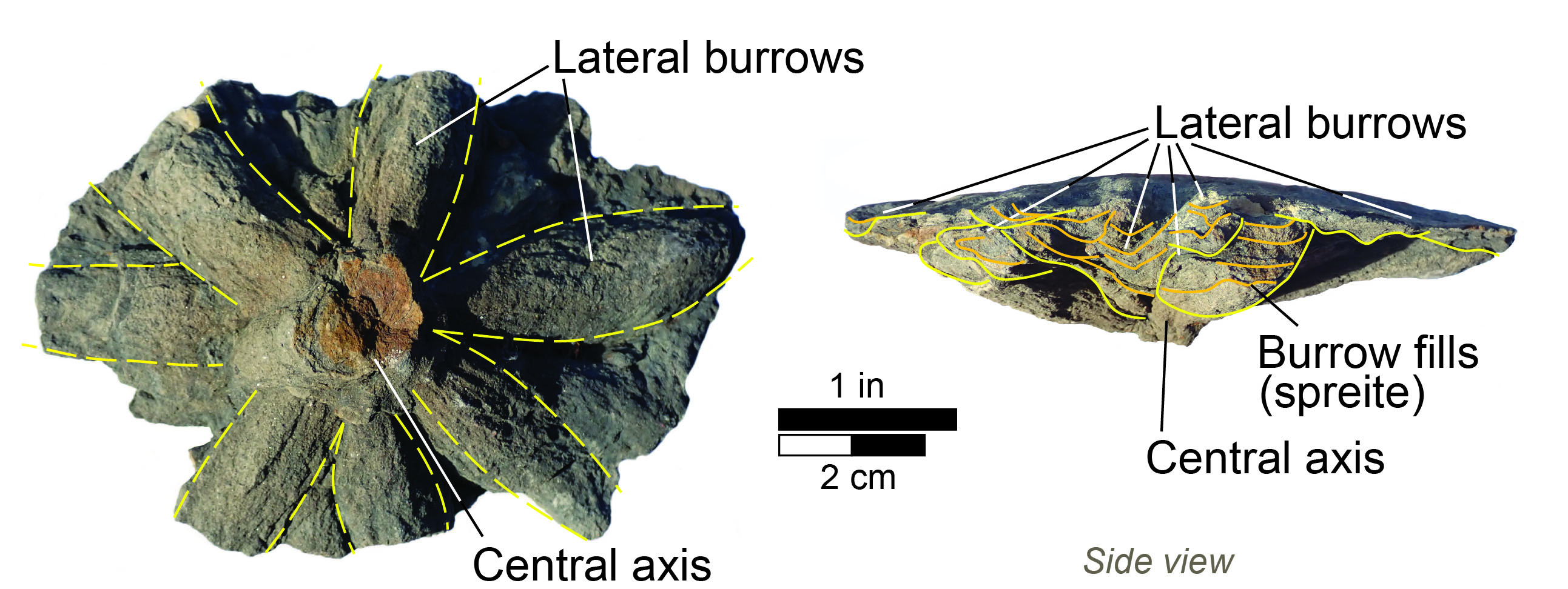 Bottom and side views of Asterosoma from the Grundy Formation in Rockcastle County